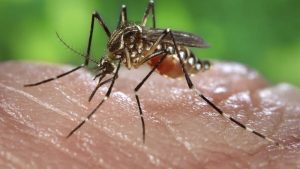 A female, Aedes aegypti mosquito obtaining a blood meal from a human host. Original image sourced from US Government department: Public Health Image Library, Centers for Disease Control and Prevention. Under US law this image is copyright free, please credit the government department whenever you can”.