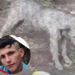 Perro murió tras ser atacado a golpes en zona rural de Circasia